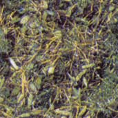 Herbe  pandre 2.5mm   sol de forts  idal aussi pour Gras-Master sachet de 20gr