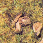 Herbe à épandre 2.5mm ‚ ” pâturage caillouteux de montagne ” ‚ idéal aussi pour Gras-Master‚ sachet de 20gr. (2012)