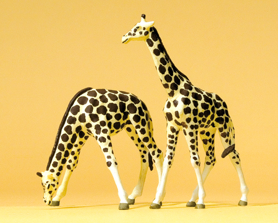 Animaux de cirque : 2 girafes