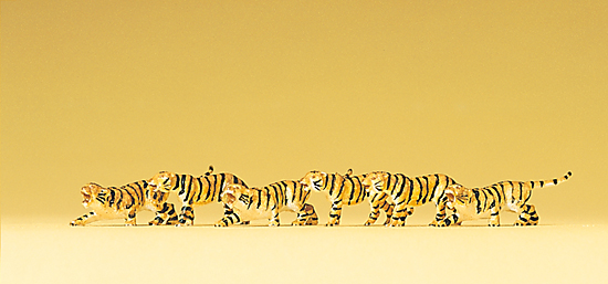 6 tigres